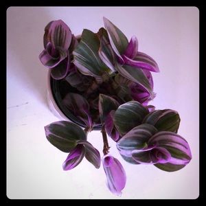 Rare Bubblegum Tradescanta